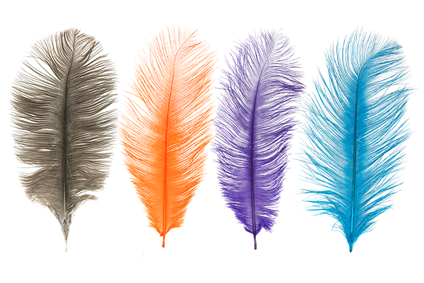  MFC Ostrich Plumes